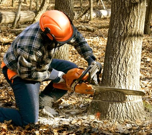 Tree Removal in Arlington, VT